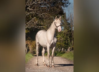 PRE Croisé, Étalon, 2 Ans, Perlino