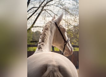 PRE Croisé, Étalon, 2 Ans, Perlino