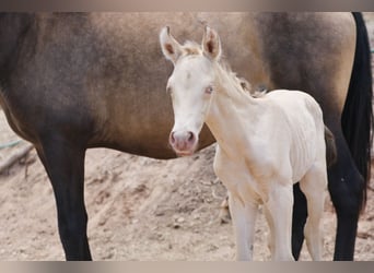 PRE, Étalon, 2 Ans, Perlino