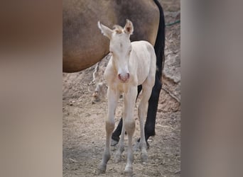 PRE, Étalon, 2 Ans, Perlino