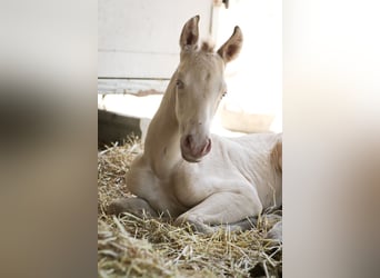 PRE, Étalon, 2 Ans, Perlino