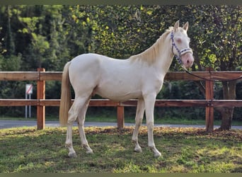 PRE Croisé, Étalon, 3 Ans, 147 cm, Perlino