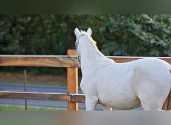 PRE Croisé, Étalon, 3 Ans, 147 cm, Perlino