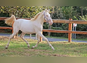 PRE Croisé, Étalon, 3 Ans, 147 cm, Perlino