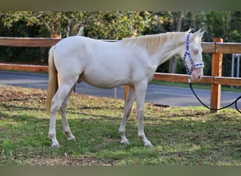 PRE Croisé, Étalon, 3 Ans, 147 cm, Perlino