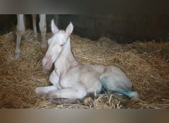 PRE Croisé, Étalon, 3 Ans, 147 cm, Perlino