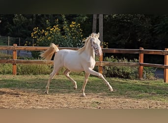 PRE Croisé, Étalon, 3 Ans, 147 cm, Perlino