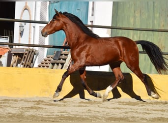 PRE Croisé, Étalon, 3 Ans, 148 cm, Bai