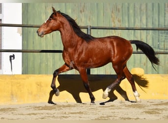 PRE Croisé, Étalon, 3 Ans, 148 cm, Bai