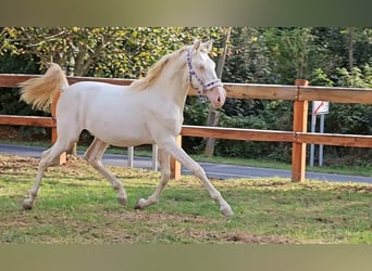 PRE Croisé, Étalon, 3 Ans, 149 cm, Perlino