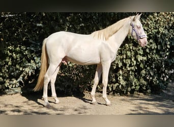 PRE Croisé, Étalon, 3 Ans, 149 cm, Perlino