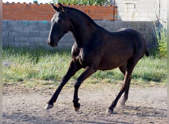 PRE Croisé, Étalon, 3 Ans, 151 cm, Noir