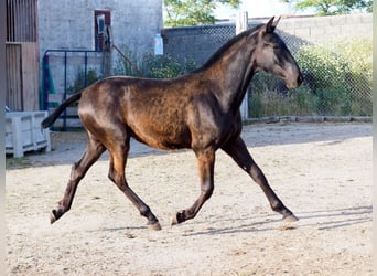 PRE Croisé, Étalon, 3 Ans, 151 cm, Noir