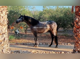 PRE Croisé, Étalon, 3 Ans, 152 cm, Gris