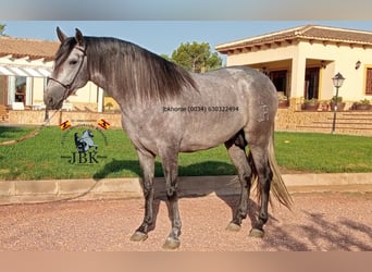 PRE Croisé, Étalon, 3 Ans, 152 cm, Gris