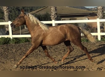 PRE Croisé, Étalon, 3 Ans, 152 cm, Palomino