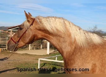 PRE Croisé, Étalon, 3 Ans, 152 cm, Palomino