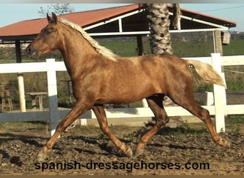 PRE Croisé, Étalon, 3 Ans, 152 cm, Palomino