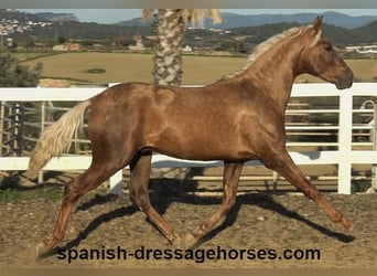 PRE Croisé, Étalon, 3 Ans, 152 cm, Palomino