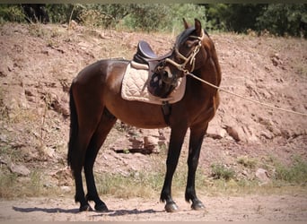 PRE Croisé, Étalon, 3 Ans, 153 cm, Bai brun