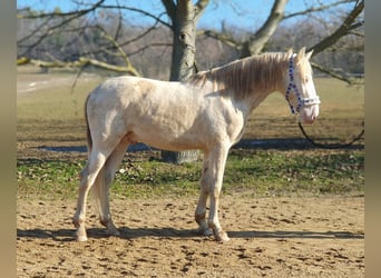 PRE Croisé, Étalon, 3 Ans, 153 cm, Perlino