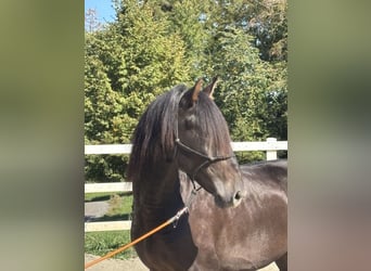 PRE Croisé, Étalon, 3 Ans, 154 cm, Noir