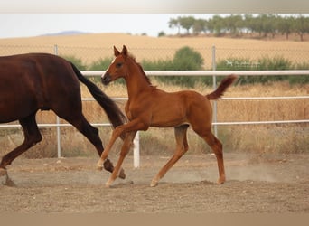 PRE Croisé, Étalon, 3 Ans, 155 cm, Alezan