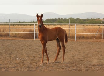 PRE Croisé, Étalon, 3 Ans, 155 cm, Alezan