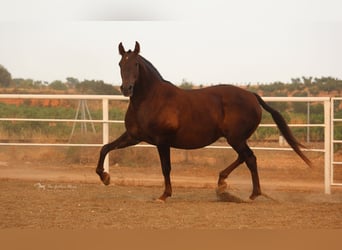 PRE Croisé, Étalon, 3 Ans, 155 cm, Alezan