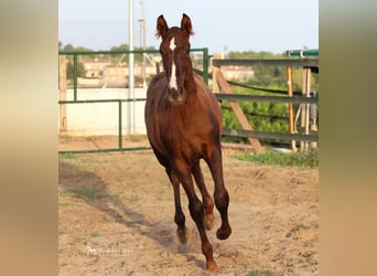 PRE Croisé, Étalon, 3 Ans, 155 cm, Alezan