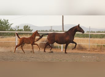 PRE Croisé, Étalon, 3 Ans, 155 cm, Alezan