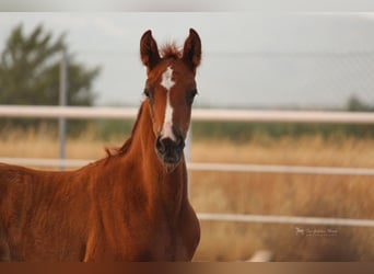 PRE Croisé, Étalon, 3 Ans, 155 cm, Alezan