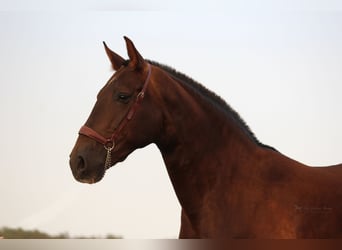 PRE Croisé, Étalon, 3 Ans, 155 cm, Alezan