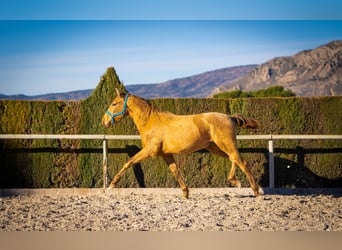 PRE Croisé, Étalon, 3 Ans, 155 cm, Champagne