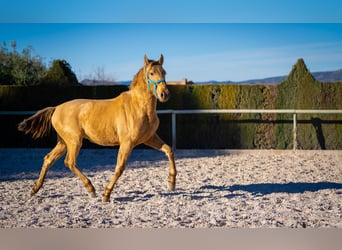 PRE Croisé, Étalon, 3 Ans, 155 cm, Champagne