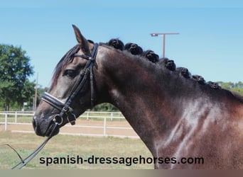 PRE Croisé, Étalon, 3 Ans, 155 cm, Gris