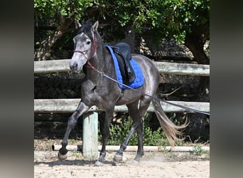 PRE Croisé, Étalon, 3 Ans, 155 cm, Gris