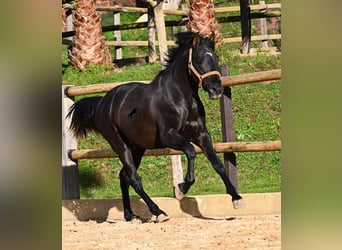 PRE Croisé, Étalon, 3 Ans, 155 cm, Noir