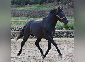 PRE Croisé, Étalon, 3 Ans, 155 cm, Noir