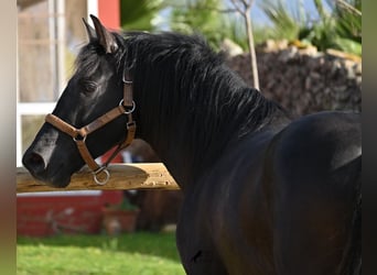 PRE Croisé, Étalon, 3 Ans, 155 cm, Noir