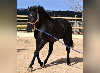 PRE Croisé, Étalon, 3 Ans, 155 cm, Noir