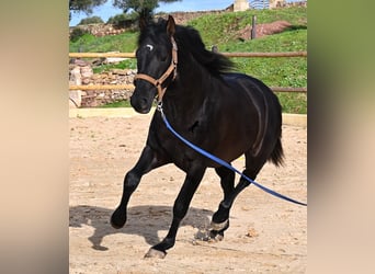 PRE Croisé, Étalon, 3 Ans, 155 cm, Noir