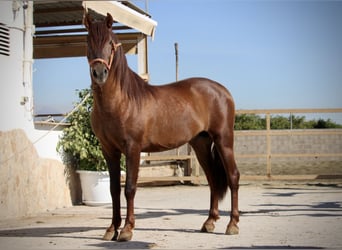 PRE Croisé, Étalon, 3 Ans, 156 cm, Alezan brûlé