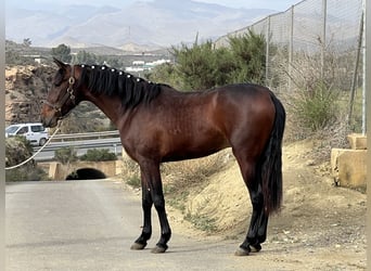 PRE Croisé, Étalon, 3 Ans, 156 cm, Bai brun