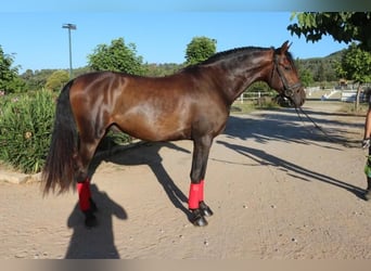 PRE, Étalon, 3 Ans, 156 cm, Bai