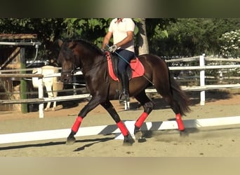 PRE, Étalon, 3 Ans, 156 cm, Bai