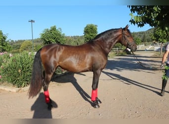 PRE, Étalon, 3 Ans, 156 cm, Bai