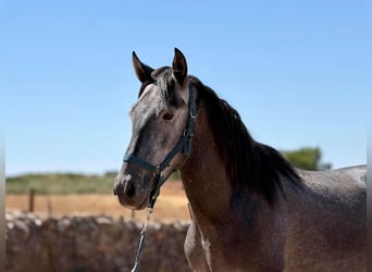 PRE Croisé, Étalon, 3 Ans, 156 cm, Gris