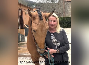 PRE Croisé, Étalon, 3 Ans, 156 cm, Isabelle