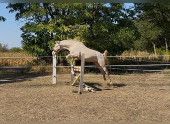 PRE Croisé, Étalon, 3 Ans, 156 cm, Perlino